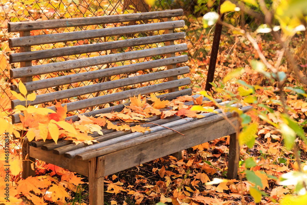 Autumn seasonal colorful background. Wooden empty bench to relax in silence in tranquility in a garden in a park with fallen yellow orange foliage. Beauty in nature on a warm sunny day in good weather