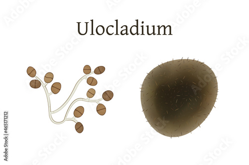 Ulocladium mold vector illustration isolated on white background.