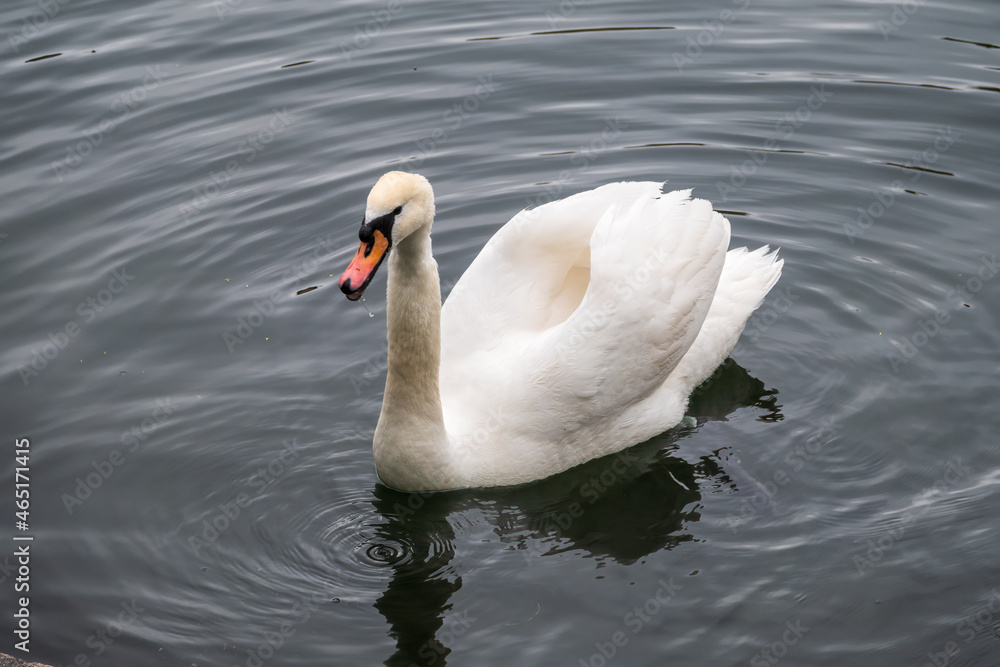 Obraz premium A graceful white swan swimming on a lake with dark water. The white swan is reflected in the water