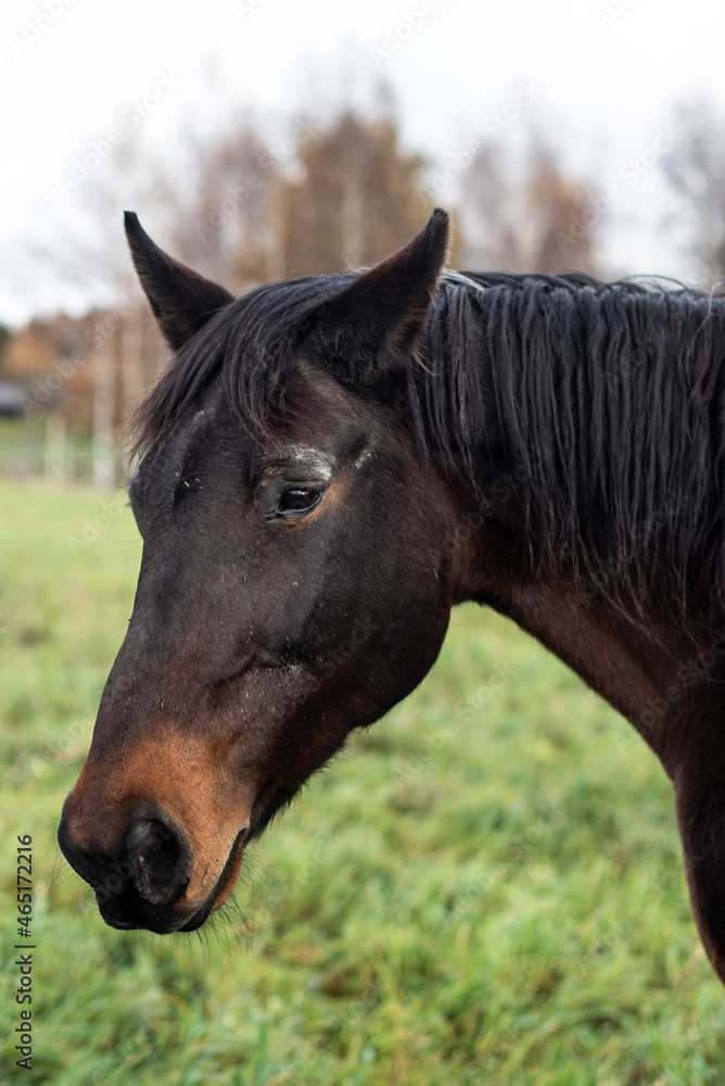 Obraz premium Portrait of a dark brown horse grazing on an autumn day.