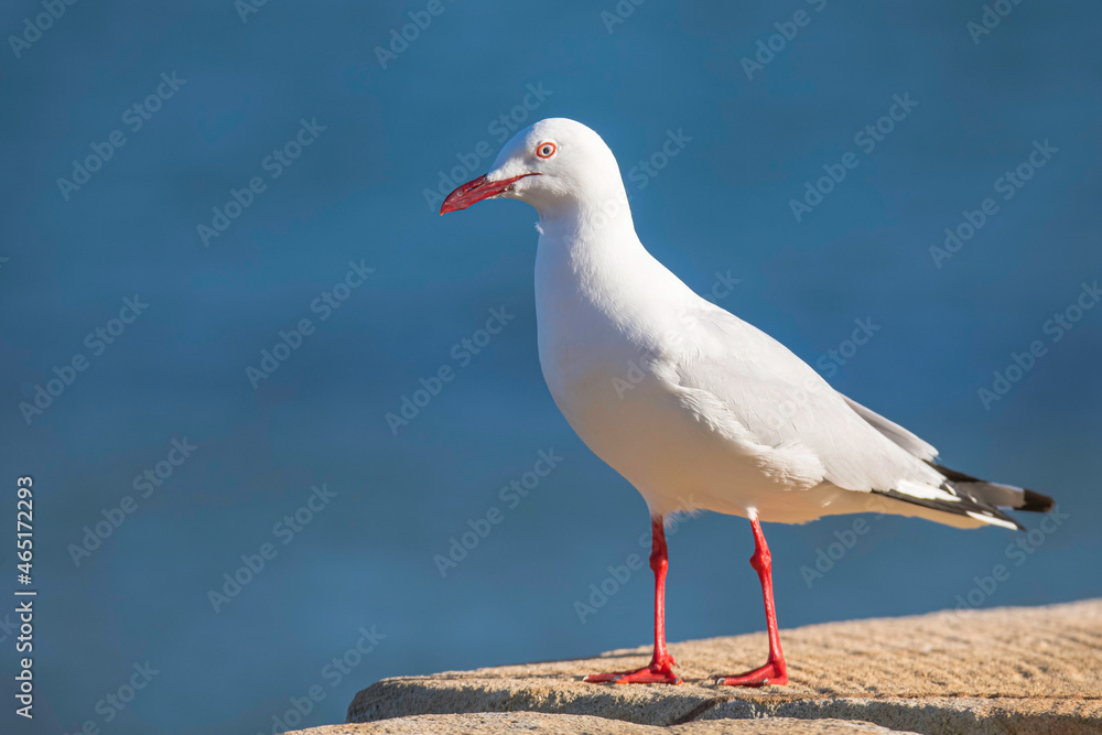 Fototapeta premium Seagull at the seaside
