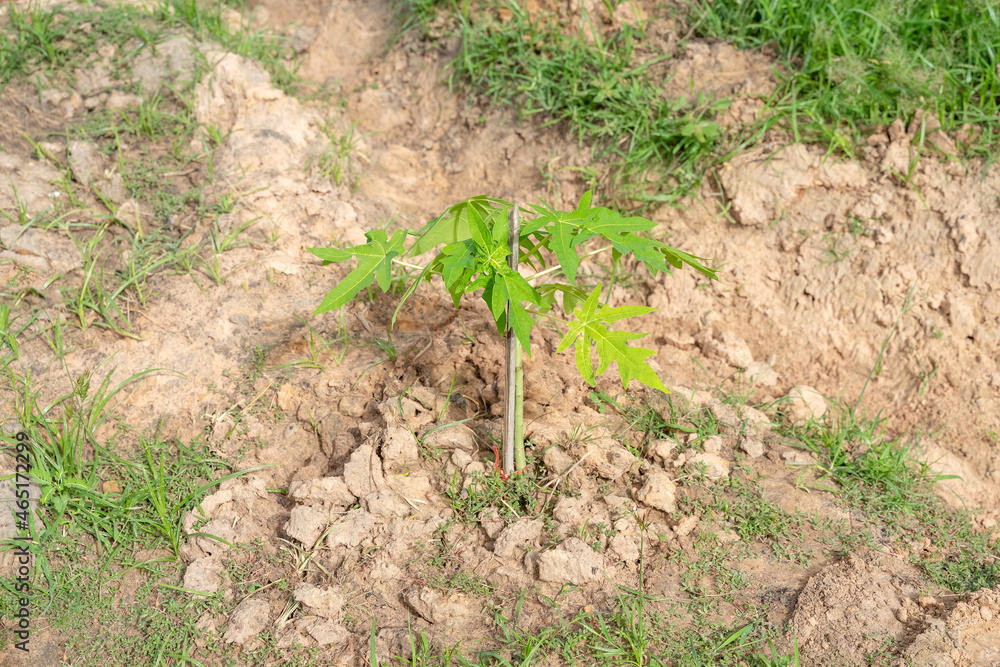 Young Carica papaya trees, herbaceous plant Young Carica papaya trees, herbaceous plant