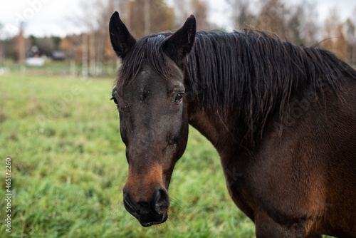 Portrait of a dark brown horse grazing on an autumn day.