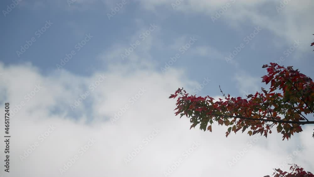 Autumn tree branch with rolling clouds in background 4k 60fps Autumn tree branch with rolling clouds in background 4k 60fps