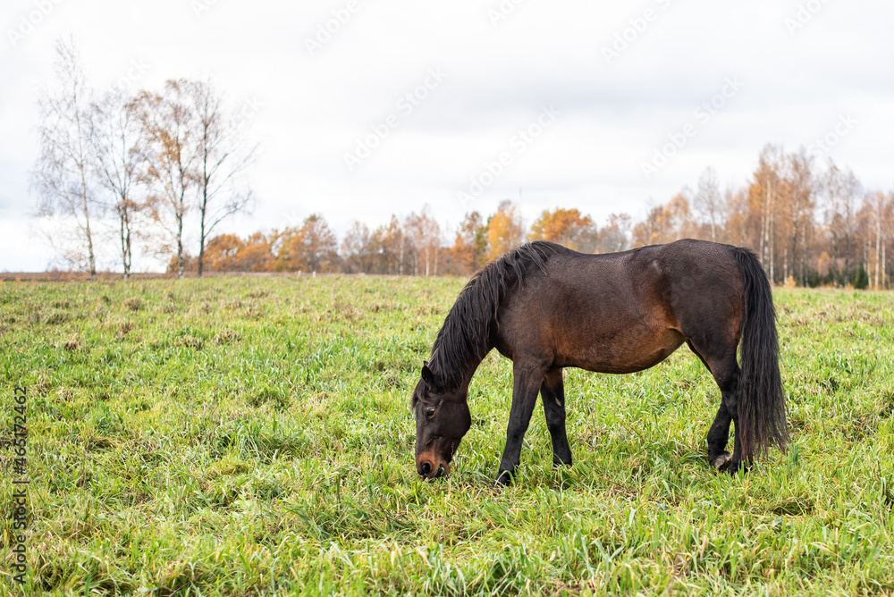 A dark brown horse grazes on pasture. A dark brown horse grazes on pasture.