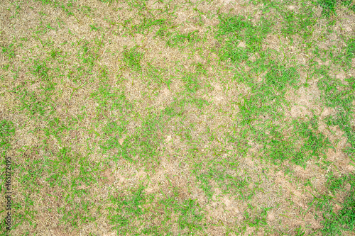 Dry grass leaf change from green to dead brown in a circle lawn texture background dead dry grass.