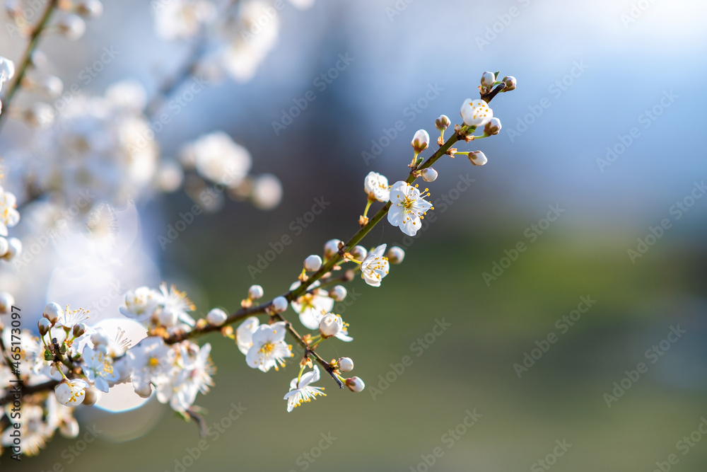 Fruit tree twigs with blooming white and pink petal flowers in spring garden. Fruit tree twigs with blooming white and pink petal flowers in spring garden.