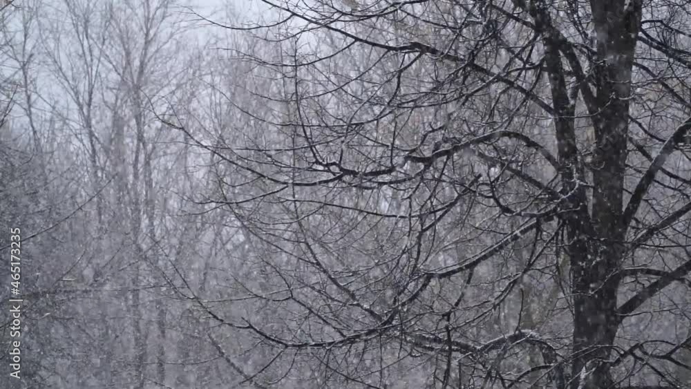 Fall snow on trees branch at winter during blizzard in evening. Extreme weather or extreme climate events. Snow Flakes tumbling down swaying in the winter breeze, covering the streets. Fall snow on trees branch at winter during blizzard in evening. Extreme weather or extreme climate events. Snow Flakes tumbling down swaying in the winter breeze, covering the streets.