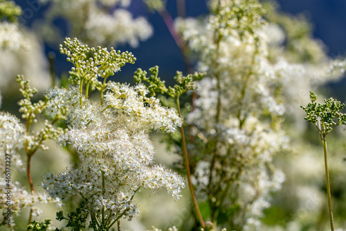 Filipendula vulgaris flower growing in field, macro	