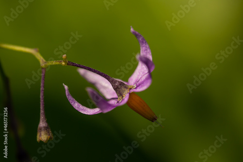 Solanum dulcamara flower in field