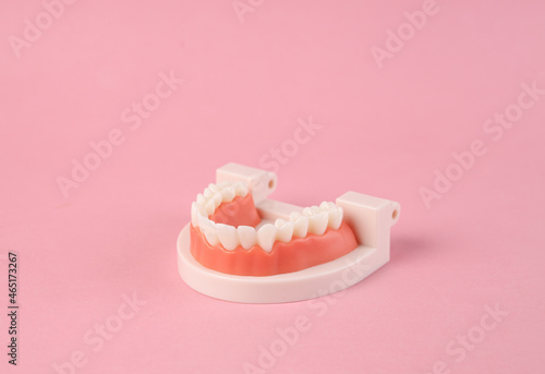 Half Anatomical model of human jaw with white teeth on pink background