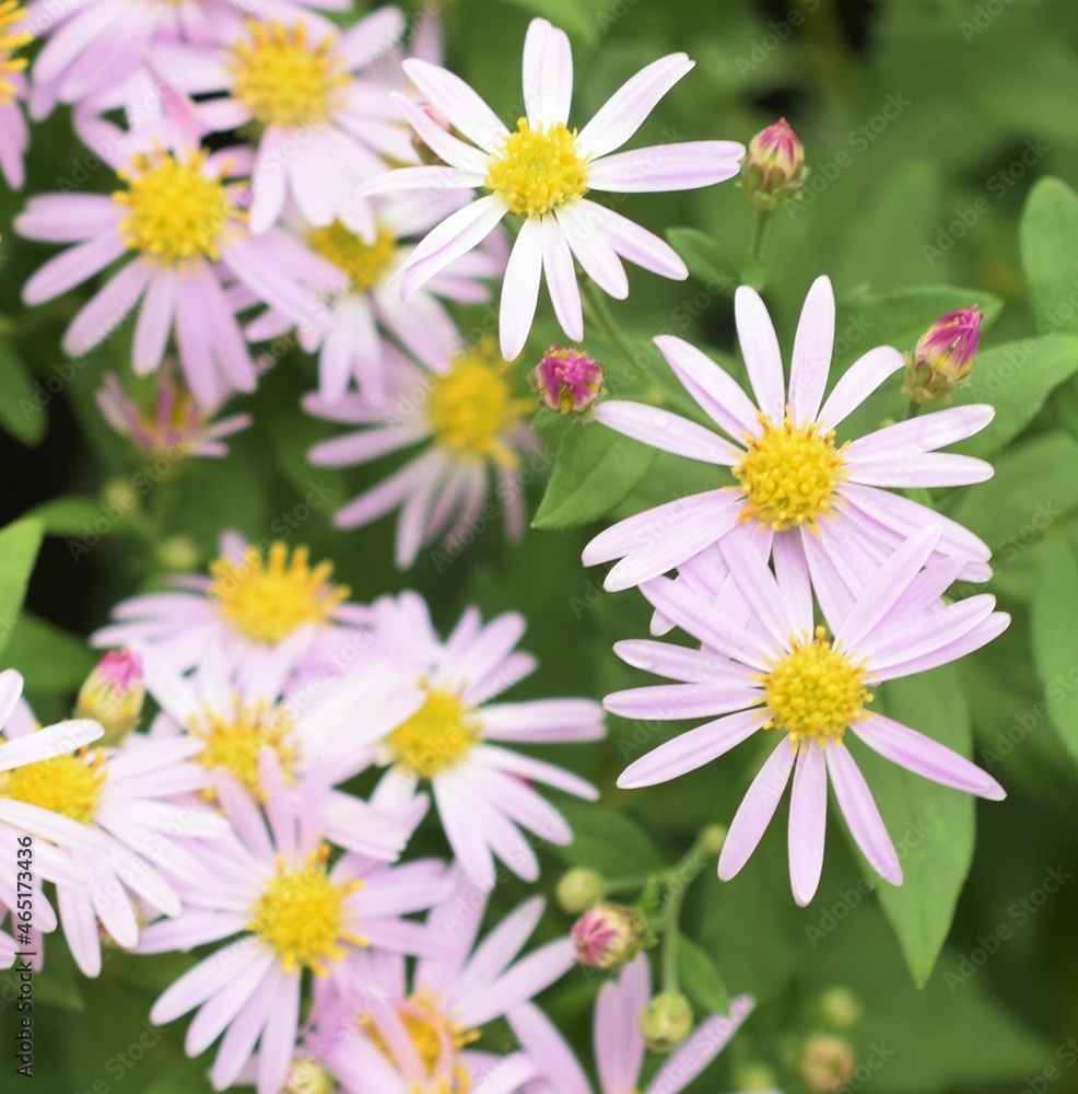日本の菊の花 野菊の咲く風景 Foto De Stock Adobe Stock 日本の菊の花 野菊の咲く風景 Foto De Stock Adobe Stock