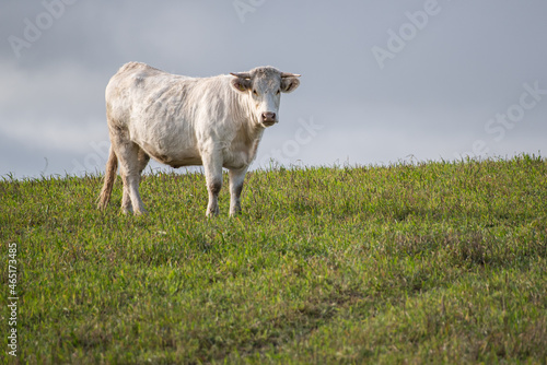Cow standing in the pasture on autumn day. 