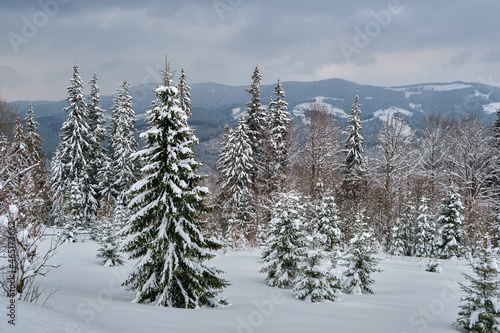 Pine trees covered with fresh fallen snow in winter mountain forest in cold gloomy evening.