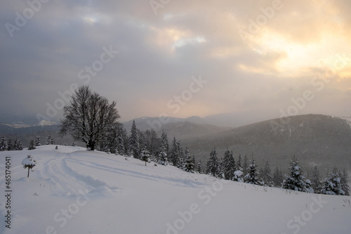 Moody winter landscape with dark bare tree on covered with fresh fallen snow field in wintry mountains on cold gloomy evening.