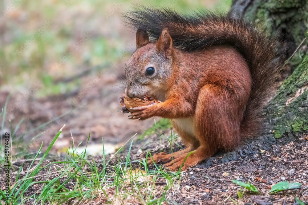 Squirrel in summer with nut on green grass under a big tree Squirrel in summer with nut on green grass under a big tree