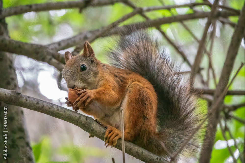 The squirrel with nut sits on tree branches in the summer. The squirrel with nut sits on tree branches in the summer.