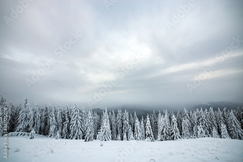 Moody winter landscape of spruce forest cowered with deep snow in white cold frozen mountains.