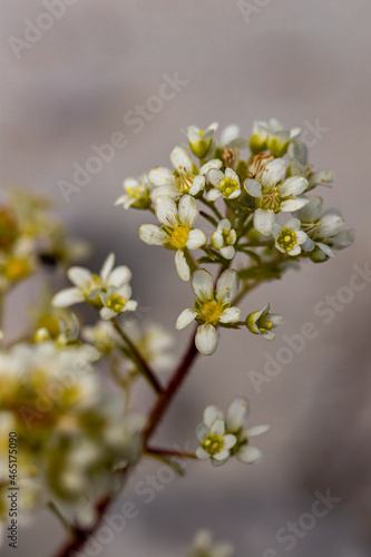 Saxifraga crustata flower in mountains, close up