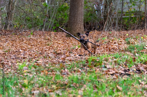 autumn leaves in the park