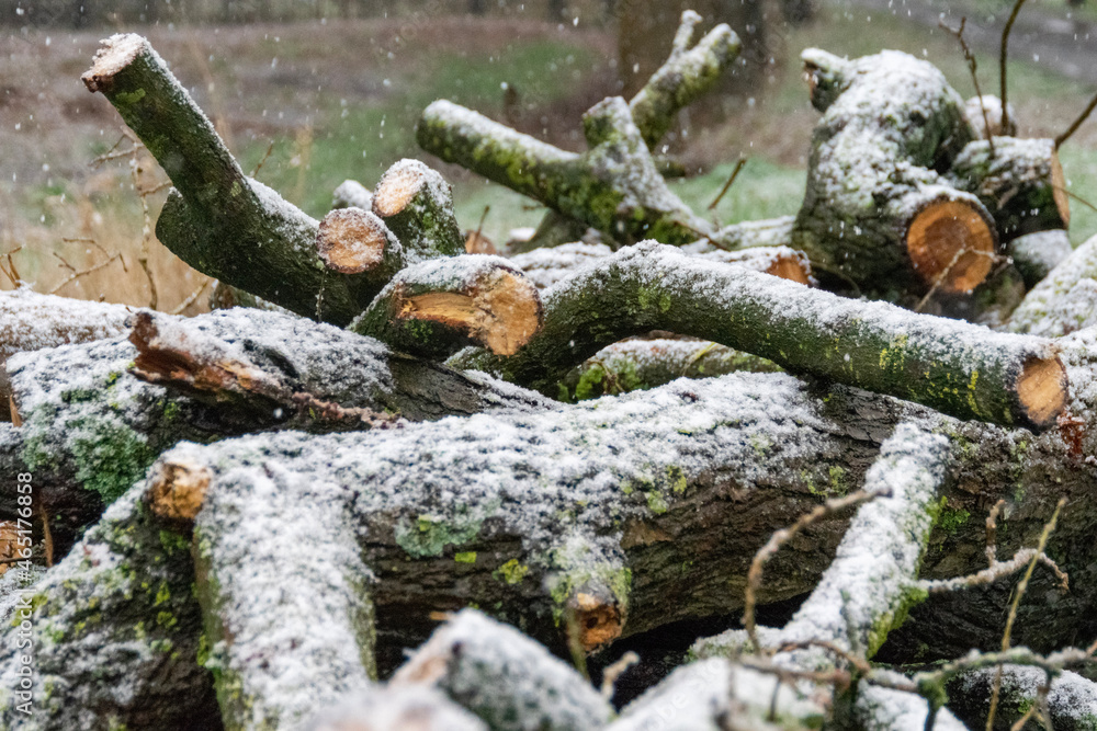 Fototapeta premium snow on tree