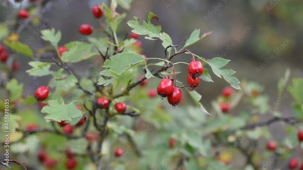 Autumn background avec a branch of hawthorn swinging in the wind Autumn background avec a branch of hawthorn swinging in the wind