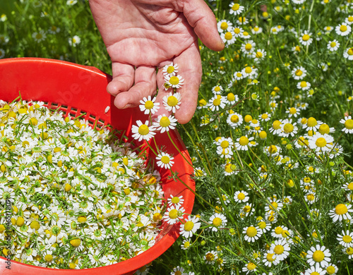 Picking fresh German chamomile for tea