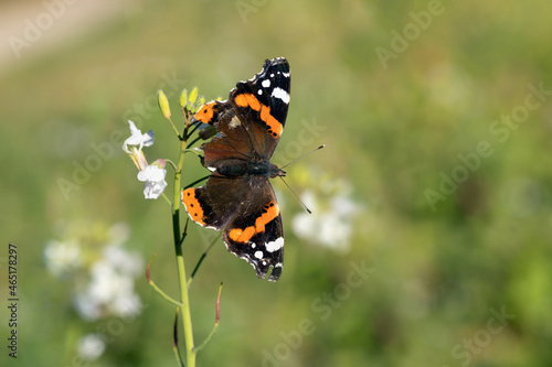Red admiral butterfly (Vanessa atalanta) still survives with frayed wings in fall. photo