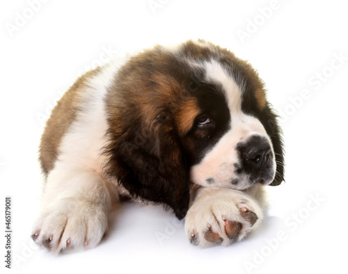 puppy saint bernard