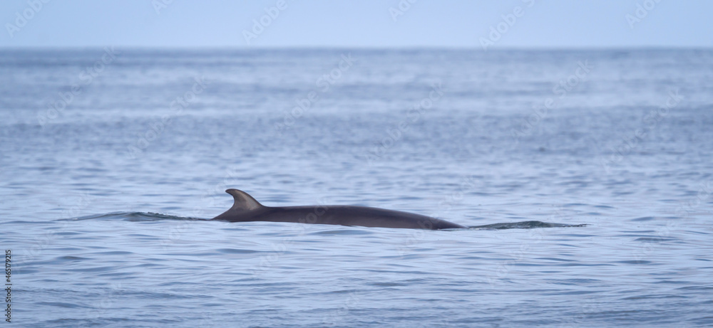 Fototapeta premium Minke Whale in the Atlantic ocean, near Iceland
