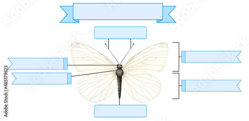 External Anatomy of  a butterfly worksheet