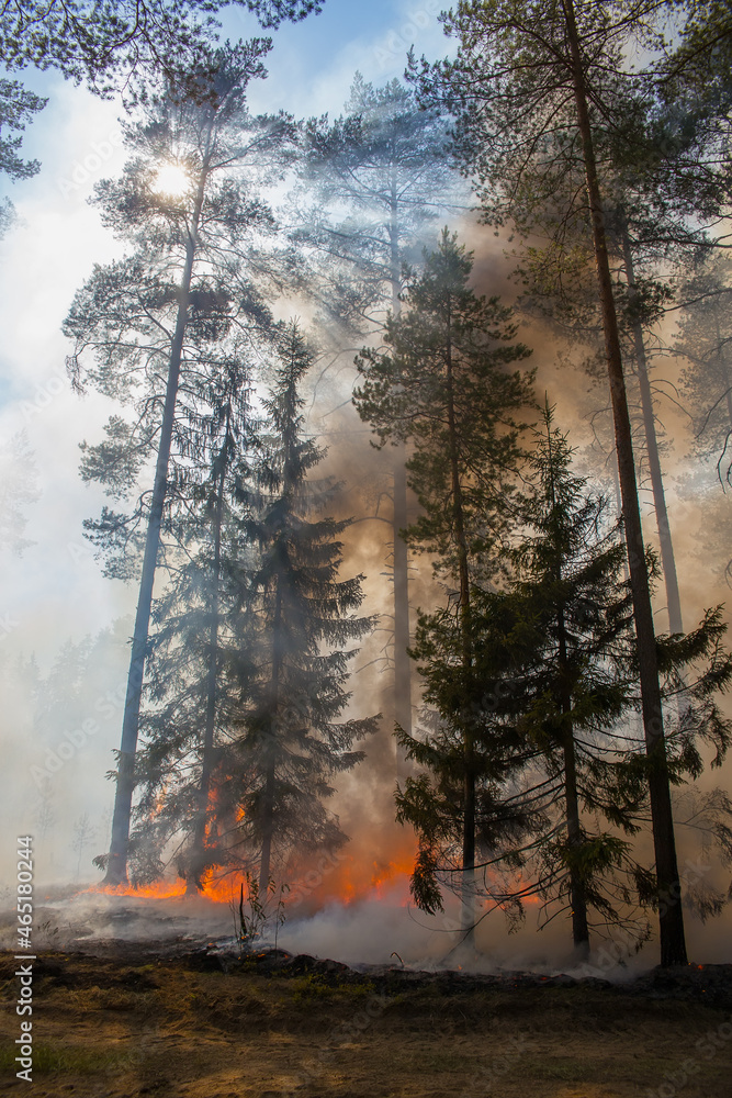 Forest fire. Moss and tree trunks are burning. Thick white smoke. The sun's rays make their way through the smoke. Forest fire. Moss and tree trunks are burning. Thick white smoke. The sun's rays make their way through the smoke.