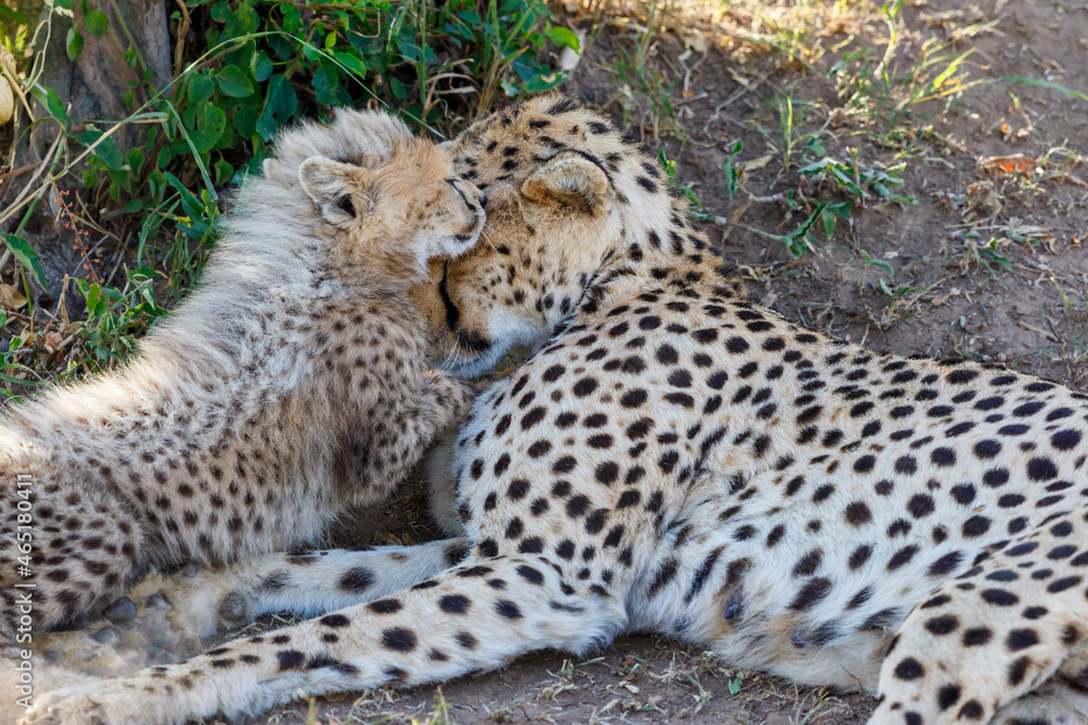 Cheetah lying and resting with her cub Cheetah lying and resting with her cub
