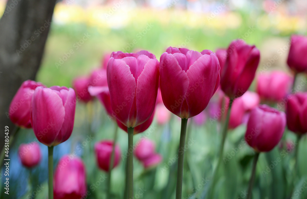 Beautiful Pink Tulips at Araluen Botanic Park, Perth Western Australia Beautiful Pink Tulips at Araluen Botanic Park, Perth Western Australia