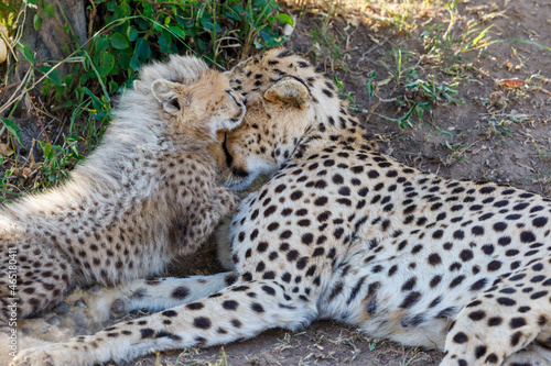 Cheetah lying and resting with her cub