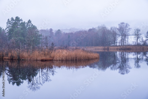 Lake with reeds in gray weather