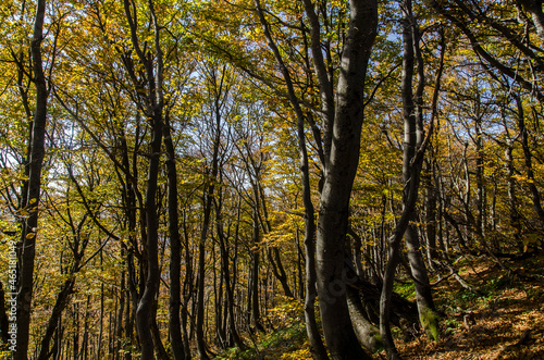 Jesienny las 