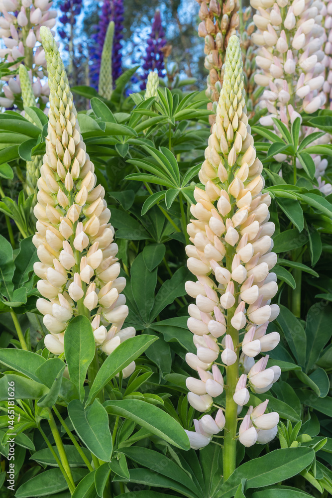 Obraz premium flower in the garden