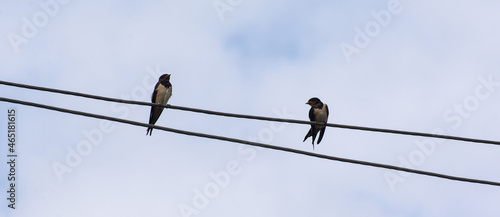 Two swallows are sitting on high-voltage wires against the backdrop of a cloudy sky. One of them turned her head to the other. Horizontal shot © yuryastankov