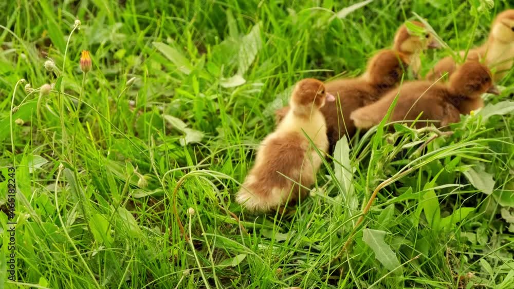Group of fluffy ducklings. Little ducklings exploring the world. Duck chick. Small newborn ducklings walking on backyard on green grass. Yellow cute ducklings running on meadow field in sunny day. Group of fluffy ducklings. Little ducklings exploring the world. Duck chick. Small newborn ducklings walking on backyard on green grass. Yellow cute ducklings running on meadow field in sunny day.