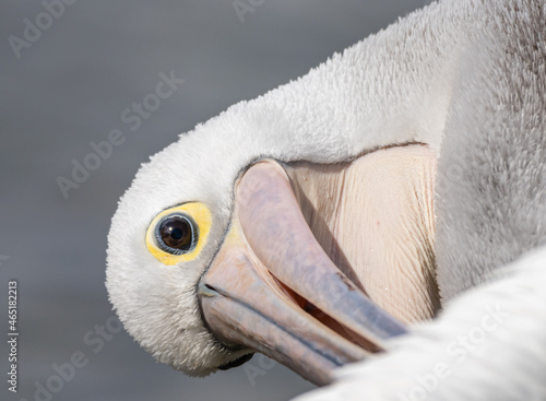 Close up of a pelicans eye and beak