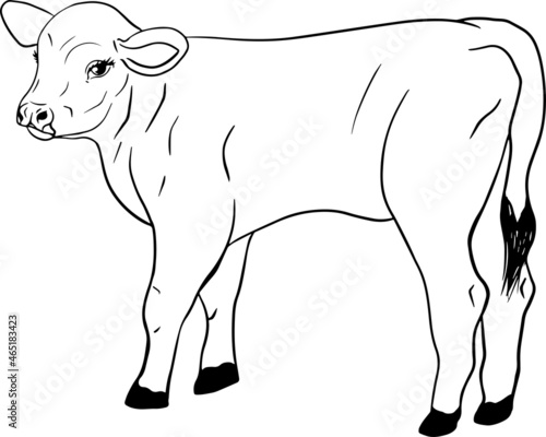 Cow isolated on white, hand drawn cattle, animal grazing vector illustration. Milk farm pets. Illustration for label, poster, print and design.