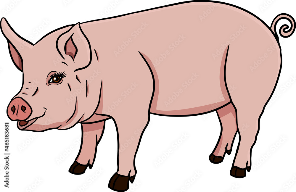 Fototapeta premium Pig. Vector illustration of piglet head isolated on white background. Clip art of farm animal in sketch realistic style. Illustration for label, poster, print and design.