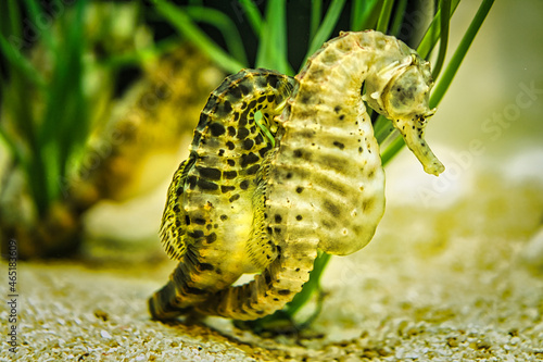 seahorse pair in sea grass. interesting to watch.