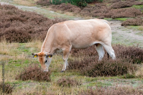 cow grazes on the dry heath in the autumn in the Utrechtse Heuvelrug nature reserve photo