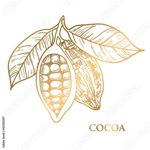 Cocoa beans seamless pattern. Cocoa tree illustration. Engraved style illustration. Chocolate cocoa beans. Vector illustration