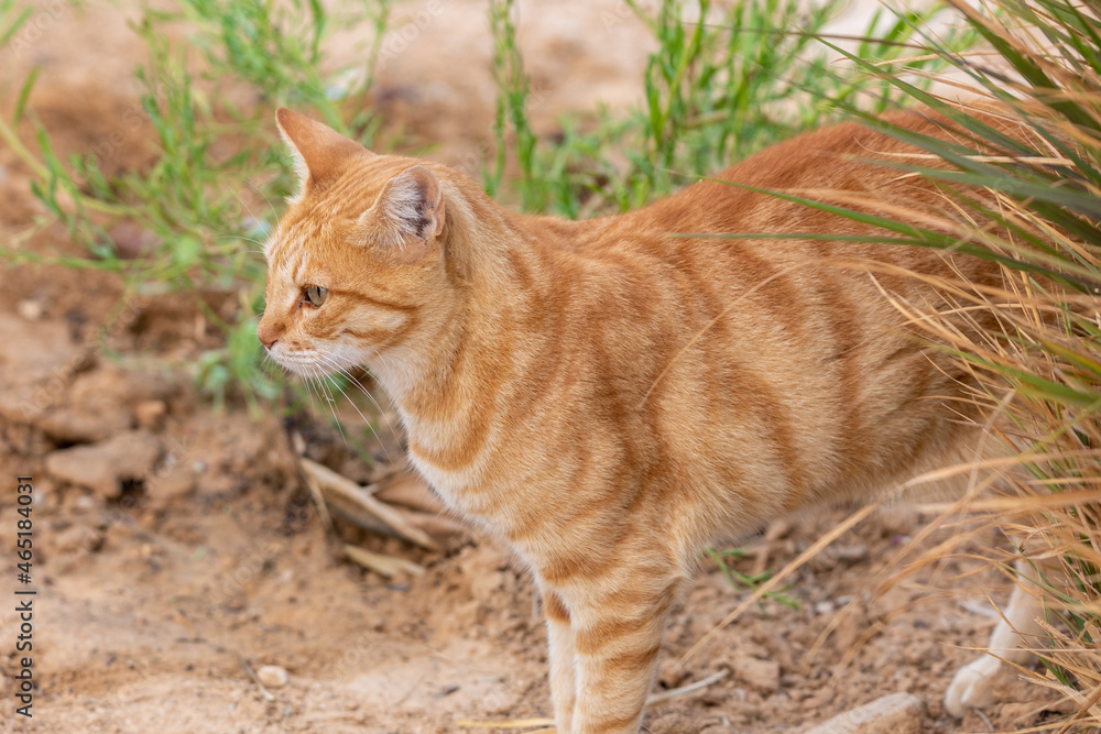 The bright ginger cat standing in a grass in the Negev desert at morning The bright ginger cat standing in a grass in the Negev desert at morning