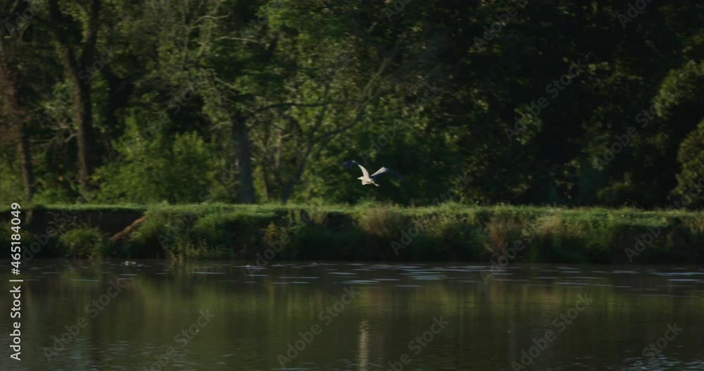 Slow motion telephoto shot of a great blue heron flying over a pond on an early morning Slow motion telephoto shot of a great blue heron flying over a pond on an early morning