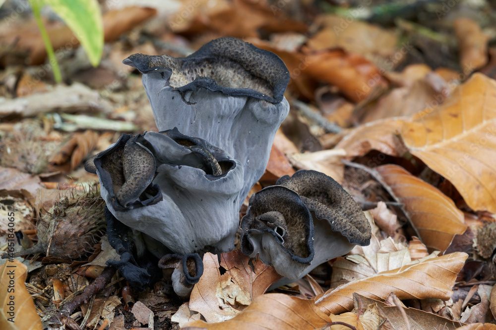 Edible Mushroom Craterellus Cornucopioides In Beech Forest Known As edible-mushroom-craterellus-cornucopioides-in-beech-forest-known-as
