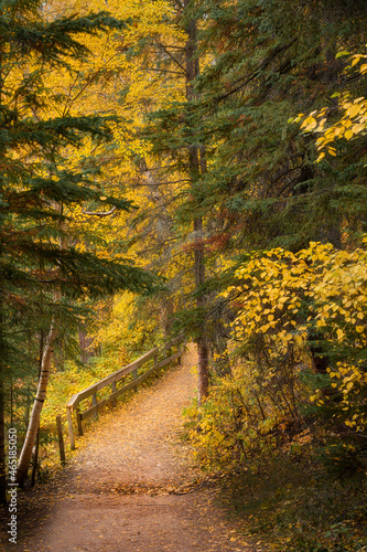 autumn in the forest